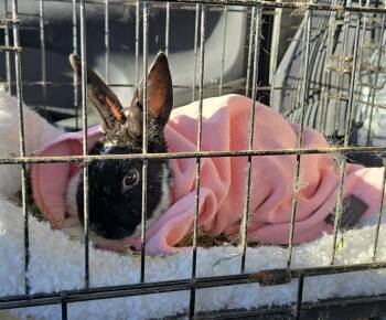 Rescue Dwarf Rabbits for Adoption in Knoxville, Tennessee - Narcissa | PetCurious