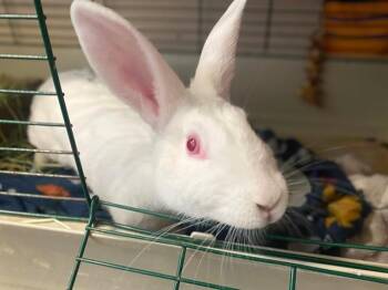 LESLIE KNOPE -  New Zealand Rabbit for Adoption in Fort Wayne, Indiana - LESLIE KNOPE | PetCurious