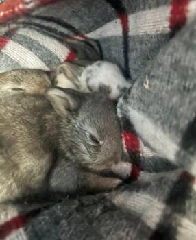 Bunny Rabbit Rabbits Available for Adoption in Santa Cruz, California - Dublin #1 | PetCurious