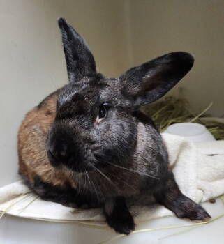 Rescue Bunny Rabbit Rabbits for Adoption in Baton Rouge, Louisiana - Mooney | PetCurious