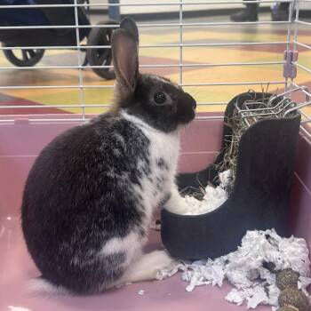 Gvelli -  Dutch Rabbit Available for Adoption in Philadelphia, Pennsylvania - Gvelli | PetCurious