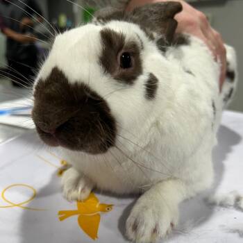 Mikey -  American Rabbit for Adoption in Tampa, Florida - Mikey | PetCurious