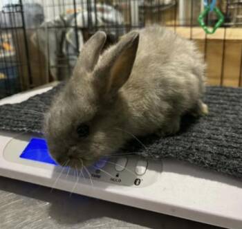 Sylvester -  Lionhead and Dutch Rabbit for Adoption in Kalamazoo, Michigan - Sylvester | PetCurious