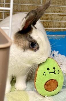 Bunny Rabbit Rabbits Available for Adoption - Brownie(exotic) | PetCurious