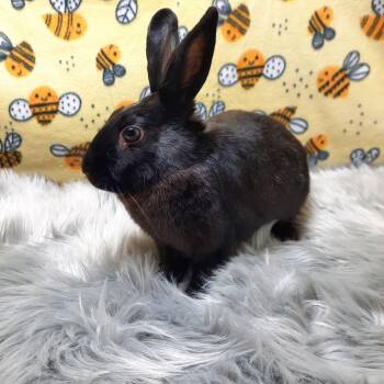 Bunny Rabbit Rabbits Available for Adoption in Montclair, California - Luna | PetCurious