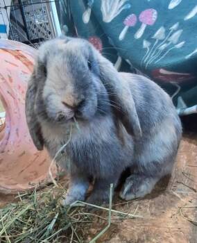 Paulie "Walnuts" -  Lop Eared Rabbit for Adoption in Dallas, Pennsylvania - Paulie "Walnuts" | PetCurious