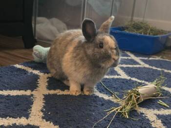 Harlequin and Dwarf Rabbits Available for Adoption in Vancouver, British Columbia - Harley (South Surrey) | PetCurious