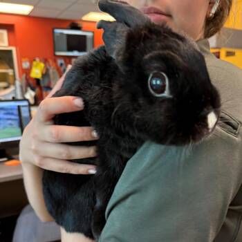 American Rabbits Available for Adoption - Janice | PetCurious