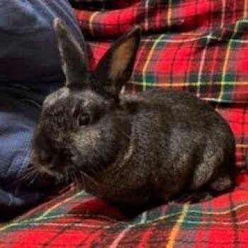 Oddie -  Lionhead Rabbit for Adoption in Napa, California - Oddie | PetCurious