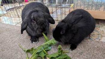 Lop Eared Rabbits Available for Adoption - Lil Bunky And Anthony (bonded Pair) | PetCurious