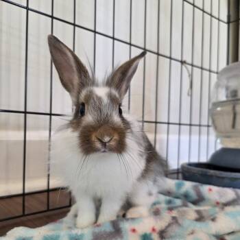 Rescue Lionhead and Mini Rex Rabbits for Adoption in Hilliard, Florida - Baby Ruth | PetCurious