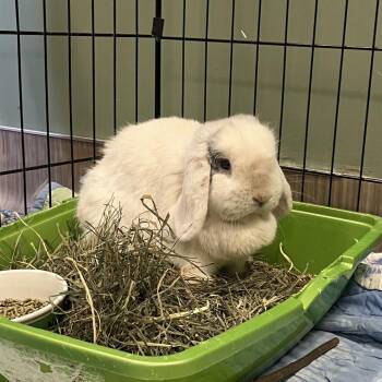 English Lop Rabbits Available for Adoption - Leia | PetCurious