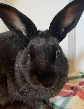 Thin Mint -  Dwarf and Satin Rabbit for Adoption in Chicago, Illinois - Thin Mint | PetCurious