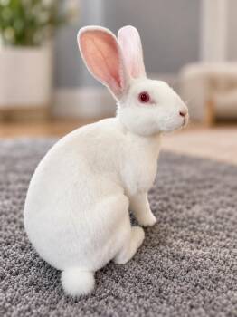 Pinkie -  Mini Rex Rabbit for Adoption in Columbia, Maryland - Pinkie | PetCurious