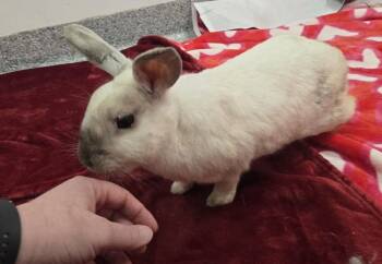 Bunny Rabbit Rabbits Available for Adoption in Westford, Massachusetts - Larry | PetCurious