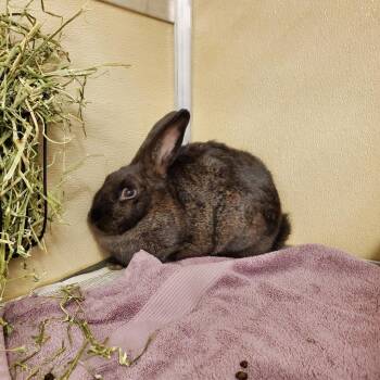 Leela -  American Rabbit for Adoption in Murray, Utah - Leela | PetCurious