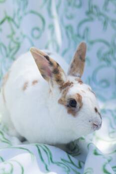 Rex Rabbits Available for Adoption in Bishopville, South Carolina - Clark | PetCurious
