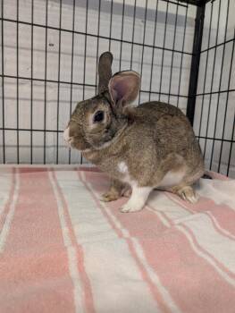 American Rabbits Available for Adoption in North Kingstown, Rhode Island - Mabel | PetCurious