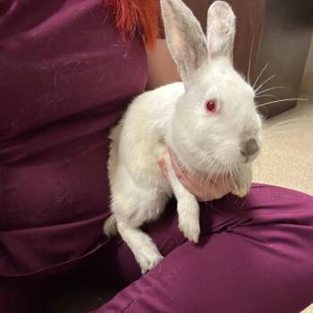 Baccarat -  Himalayan and Mini Rex Rabbit for Adoption in Bristol, Indiana - Baccarat | PetCurious