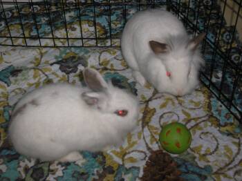 Hera and Zeus -  Lionhead Rabbit Available for Adoption in Jefferson, Louisiana - Hera And Zeus | PetCurious