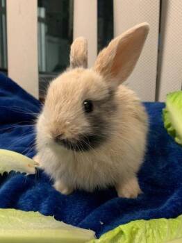 Maserati -  Harlequin Rabbit for Adoption in Santa Cruz, California - Maserati | PetCurious