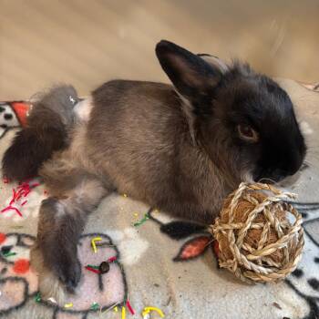 Lionhead Rabbits Available for Adoption - Billy Goat The Rabbit | PetCurious