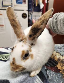 Rescue Rex Rabbits for Adoption in Aliquippa, Pennsylvania - LORELAI | PetCurious