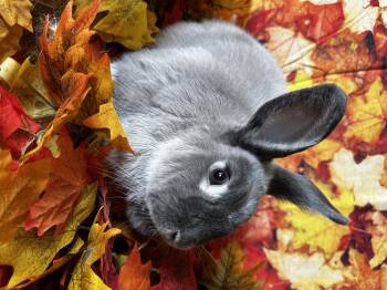 Rescue American Sable Rabbits for Adoption in Northampton, Massachusetts - Milo | PetCurious