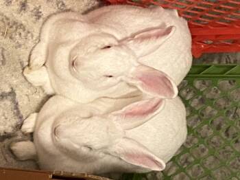 Rescue New Zealand Rabbits for Adoption - BLIZZY & SERENITY (BONDED FEMALE PAIR) | PetCurious