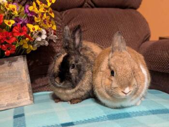 Googly and Moogly -  Dwarf Rabbit for Adoption in Saint Charles, Missouri - Googly And Moogly | PetCurious