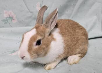 Dutch Rabbits Available for Adoption - Socks | PetCurious