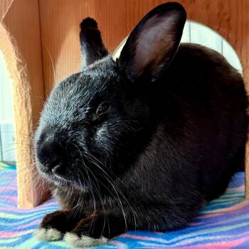 Havana Rabbits Available for Adoption - Scuba | PetCurious
