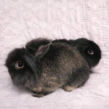 Lop Eared Rabbits Available for Adoption in Columbia, Maryland - Shadow And Whisper | PetCurious