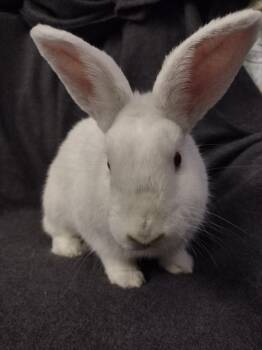 Rescue Florida White Rabbits for Adoption in Plymouth, Michigan - Linus | PetCurious