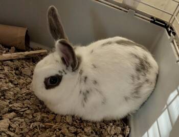 Rescue English Spot Rabbits for Adoption in Andover, Connecticut - Ashes | PetCurious