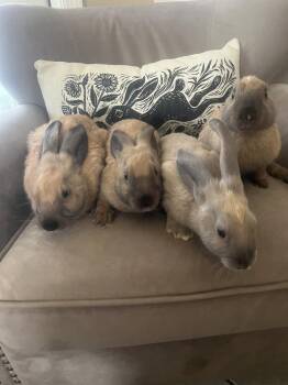 Bunny Rabbit Rabbits Available for Adoption in Naples, Florida - Winston, Ash, Copper And Cinnamon | PetCurious