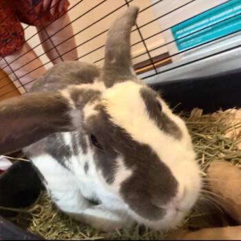 Sammy -  Mini Lop and Bunny Rabbit Rabbit for Adoption in Gansevoort, New York - Sammy | PetCurious