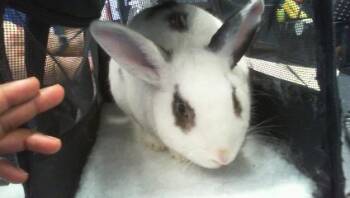 BENNY THE BUNNY -  English Spot Rabbit for Adoption in Charlotte, North Carolina - BENNY THE BUNNY | PetCurious