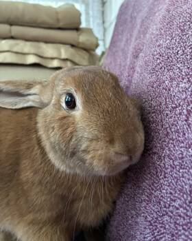Rescue Bunny Rabbit Rabbits for Adoption in Westbrook, Maine - Felix | PetCurious