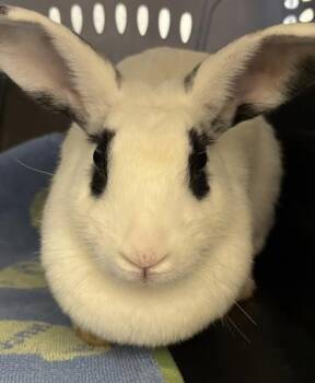 Hotot and Dwarf Rabbits Available for Adoption in Honolulu, Hawaii - Mala | PetCurious