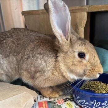 Maple Sugar -  American Rabbit for Adoption in Pittsburgh, Pennsylvania - Maple Sugar | PetCurious