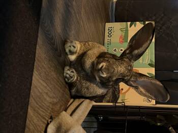 Zara -  Flemish Giant Rabbit Available for Adoption in Kalamazoo, Michigan - Zara | PetCurious