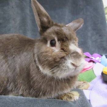 Thumper -  Silver Marten Rabbit for Adoption in Wilmington, Delaware - Thumper | PetCurious