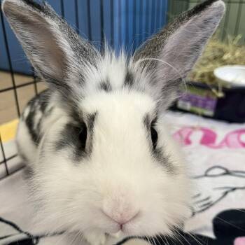 Sophie -  Lionhead Rabbit for Adoption in Bedford, New Hampshire - Sophie | PetCurious