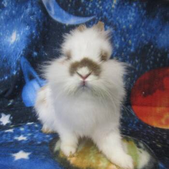 Prizey -  Lionhead Rabbit Available for Adoption in Wilmington, Delaware - Prizey | PetCurious