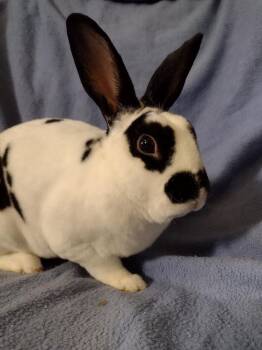 Rescue Mini Rex Rabbits for Adoption in Plymouth, Michigan - Holt | PetCurious