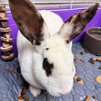 Confetti -  Rex Rabbit for Adoption in Dayton, Ohio - Confetti | PetCurious