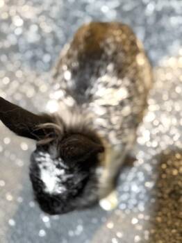 Lionhead Rabbits Available for Adoption in Saint Charles, Missouri - Maddox  | PetCurious