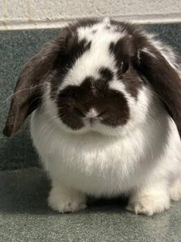American and Lop Eared Rabbits Available for Adoption - Dallas (& Raven) | PetCurious