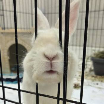 Florida White Rabbits Available for Adoption in Ben Avon, Pennsylvania - Ollie | PetCurious